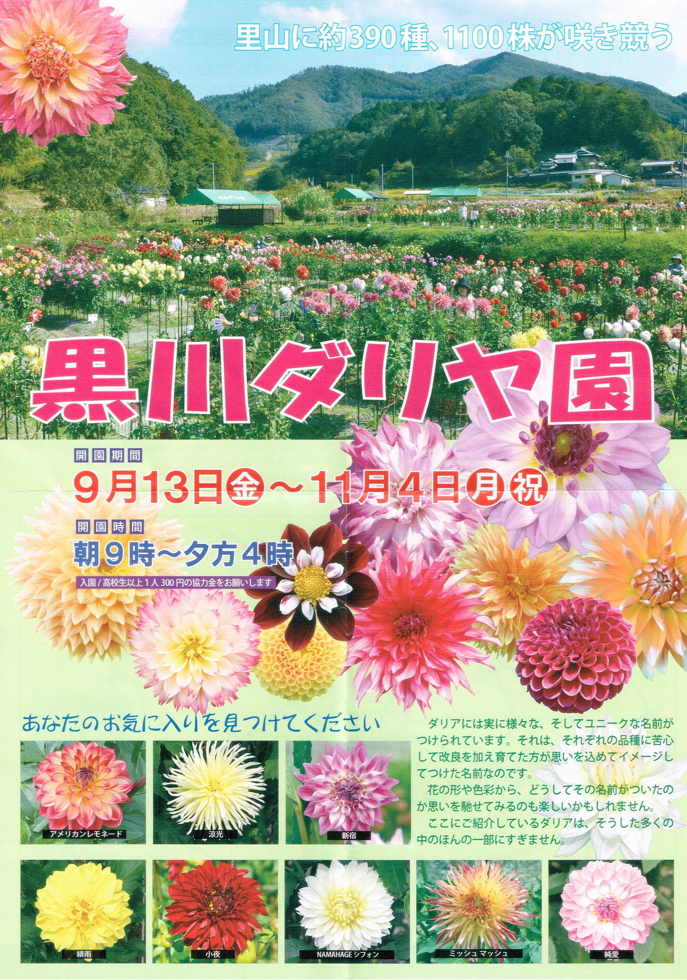 黒川ダリア園 兵庫県川西市 今 満開 Kariのつぶやき